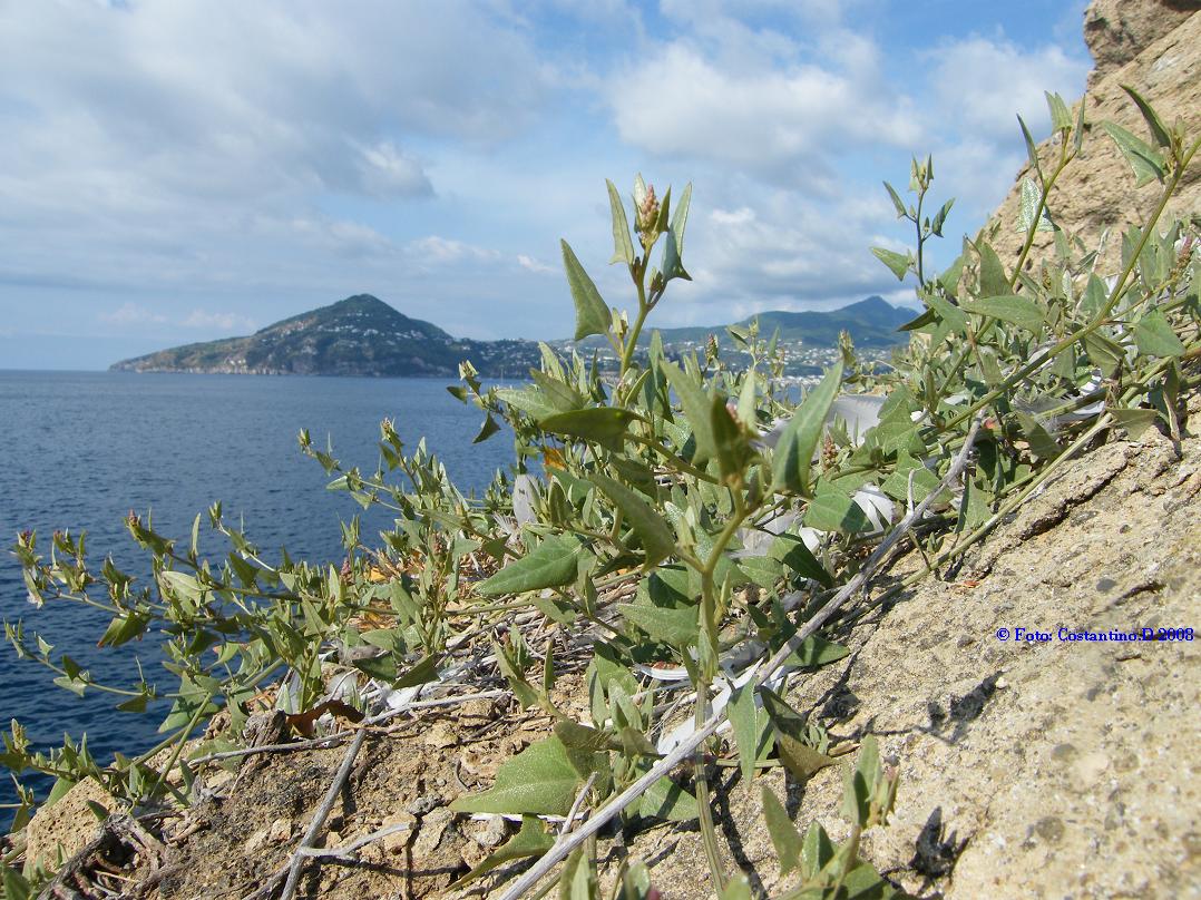 Atriplex prostrata / Atriplice comune